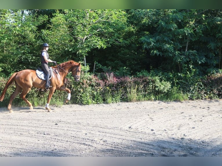 Österreichisches Warmblut Wallach 4 Jahre 177 cm Fuchs in Pöllau