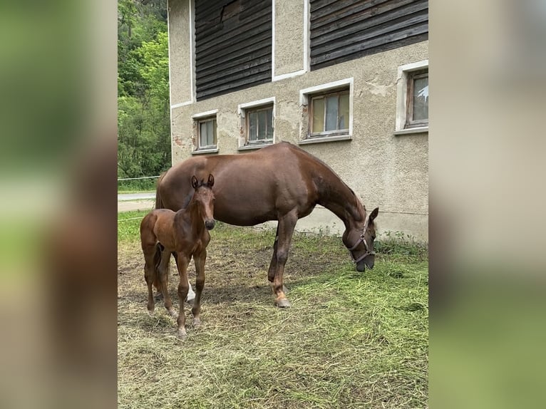 Österreichisches Warmblut Wallach 4 Jahre 182 cm Dunkelbrauner in Sankt Margarethen bei Knittelfeld