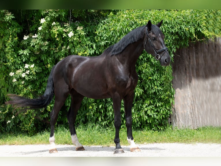 Österreichisches Warmblut Wallach 4 Jahre 182 cm Rappe in Vöcklabruck