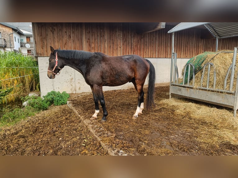 Österreichisches Warmblut Wallach 4 Jahre Brauner in Kothgumprechting