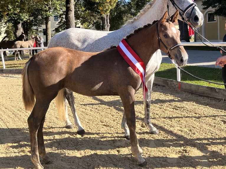 Österreichisches Warmblut Wallach 4 Jahre Rappe in Heiligenkreuz