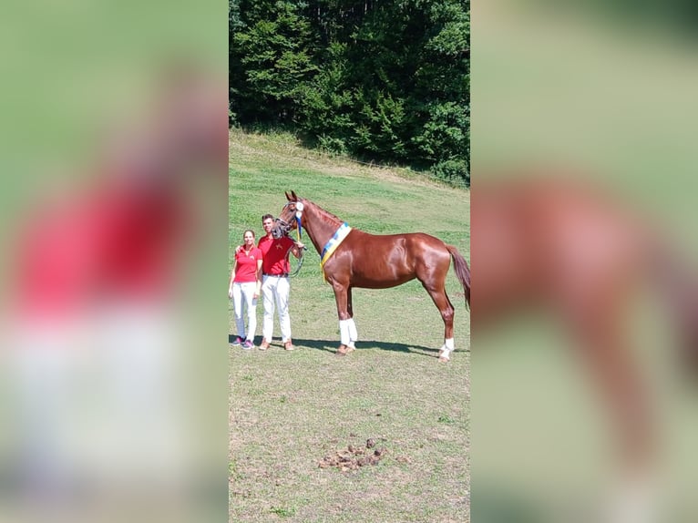 Österreichisches Warmblut Wallach 4 Jahre Rappe in Heiligenkreuz
