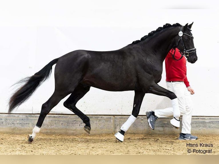 Österreichisches Warmblut Wallach 4 Jahre Rappe in Heiligenkreuz