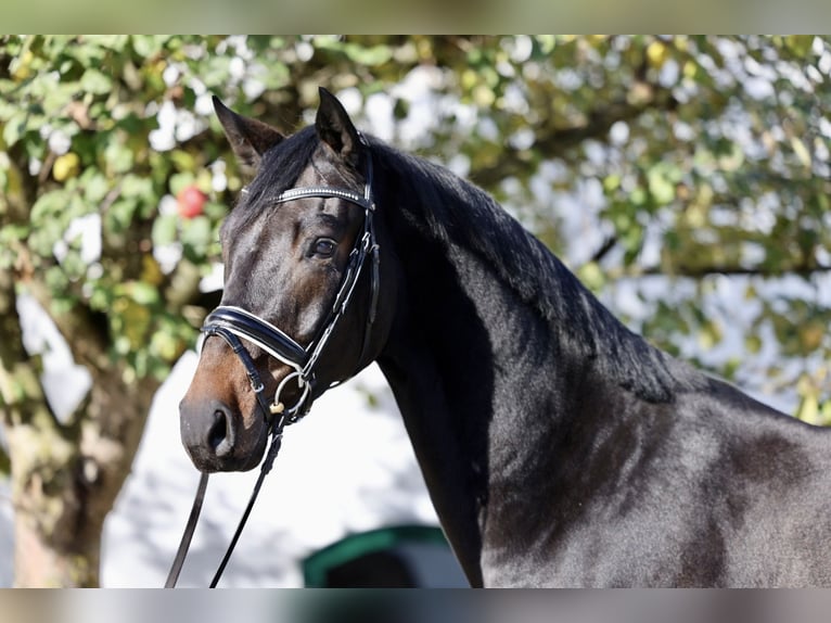 Österreichisches Warmblut Wallach 4 Jahre Schwarzbrauner in Haag am Hausruck