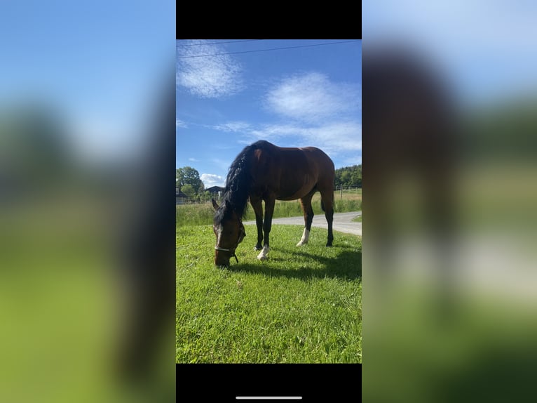 Österreichisches Warmblut Wallach 5 Jahre 145 cm Brauner in St. Stefan im Rosental