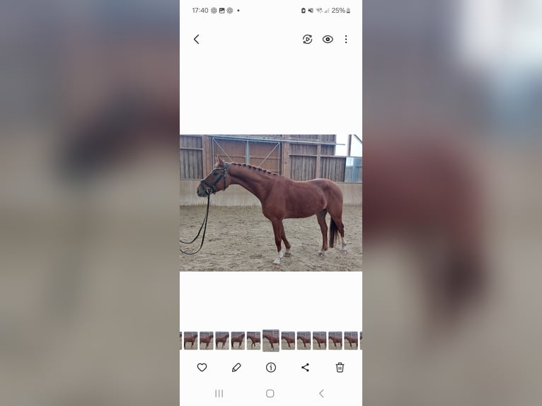 Österreichisches Warmblut Wallach 5 Jahre 162 cm Fuchs in St.Veit an der Glan