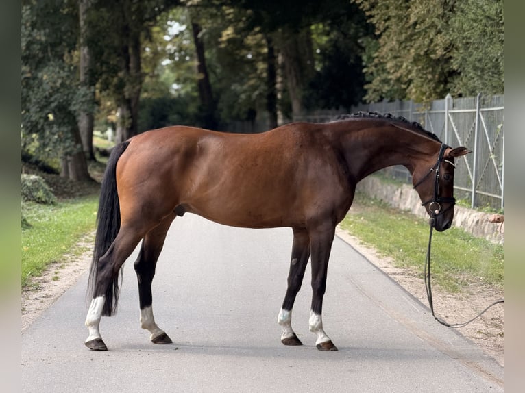 Österreichisches Warmblut Wallach 5 Jahre 163 cm Brauner in Westensee