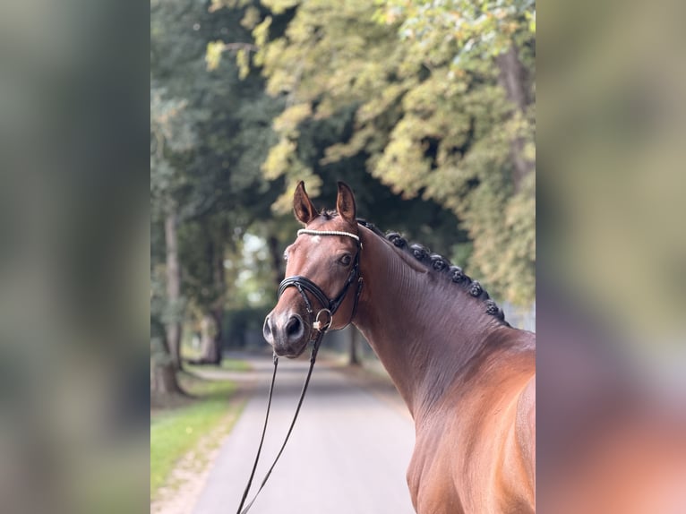 Österreichisches Warmblut Wallach 5 Jahre 163 cm Brauner in Westensee