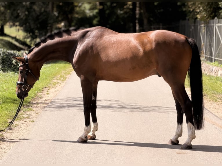 Österreichisches Warmblut Wallach 5 Jahre 163 cm Brauner in Westensee