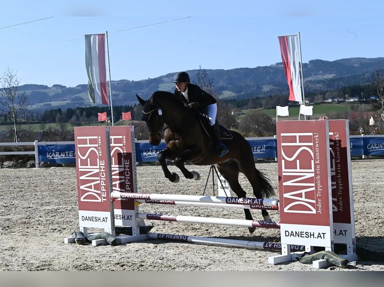 Österreichisches Warmblut Wallach 5 Jahre 163 cm Dunkelbrauner in Gleisdorf
