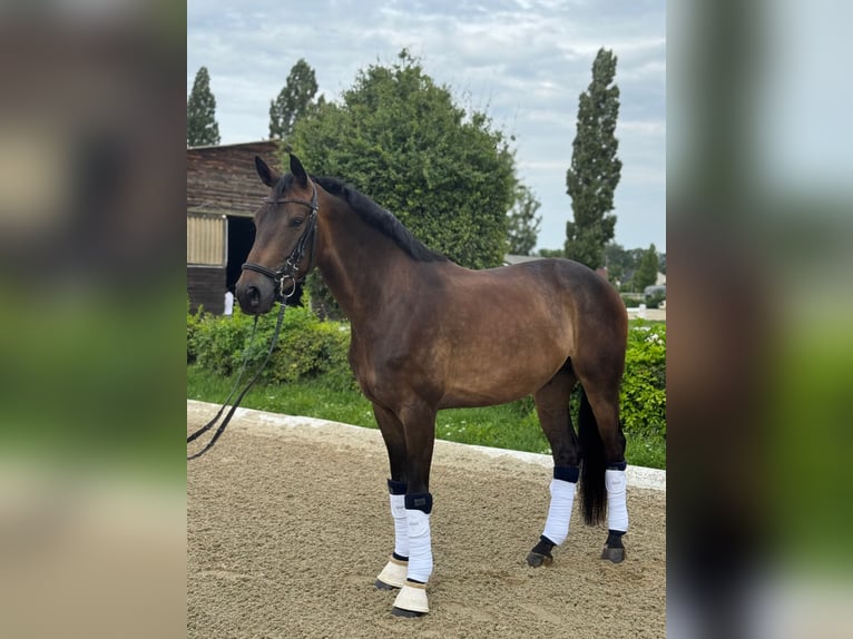 Österreichisches Warmblut Wallach 5 Jahre 165 cm Dunkelbrauner in Baden