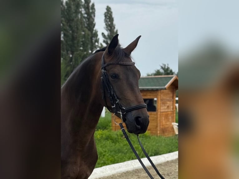 Österreichisches Warmblut Wallach 5 Jahre 165 cm Dunkelbrauner in Baden