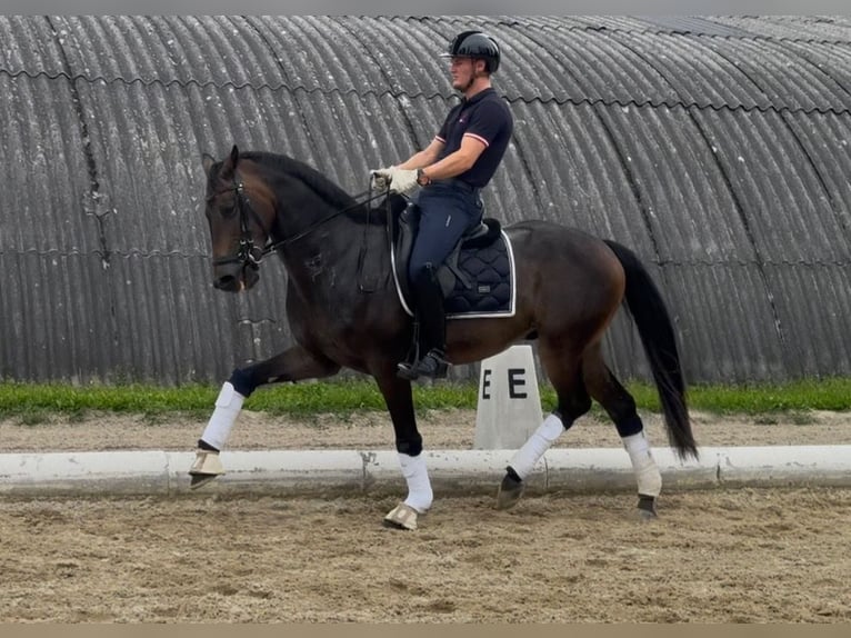 Österreichisches Warmblut Wallach 5 Jahre 165 cm Dunkelbrauner in Baden