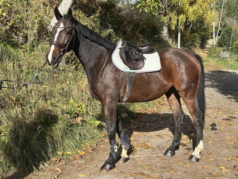 Österreichisches Warmblut Wallach 5 Jahre 166 cm Brauner in Straßburg