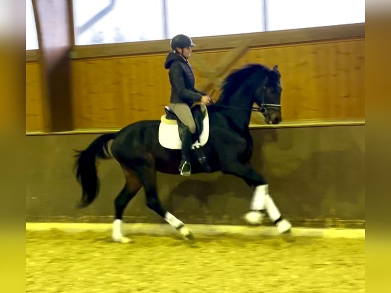 Österreichisches Warmblut Wallach 5 Jahre 166 cm Schwarzbrauner in Wolnzach