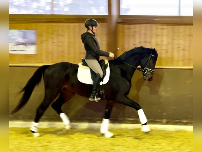 Österreichisches Warmblut Wallach 5 Jahre 166 cm Schwarzbrauner in Wolnzach