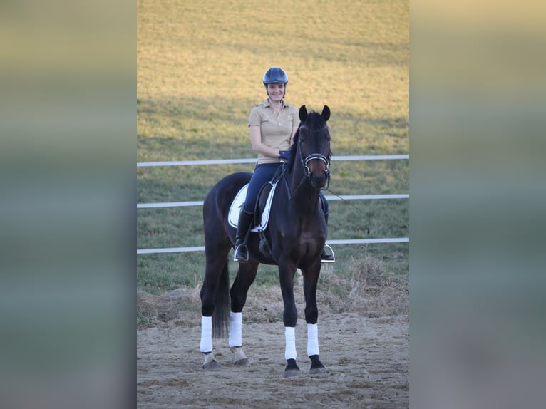 Österreichisches Warmblut Wallach 5 Jahre 167 cm Dunkelbrauner in Oberbreitsach