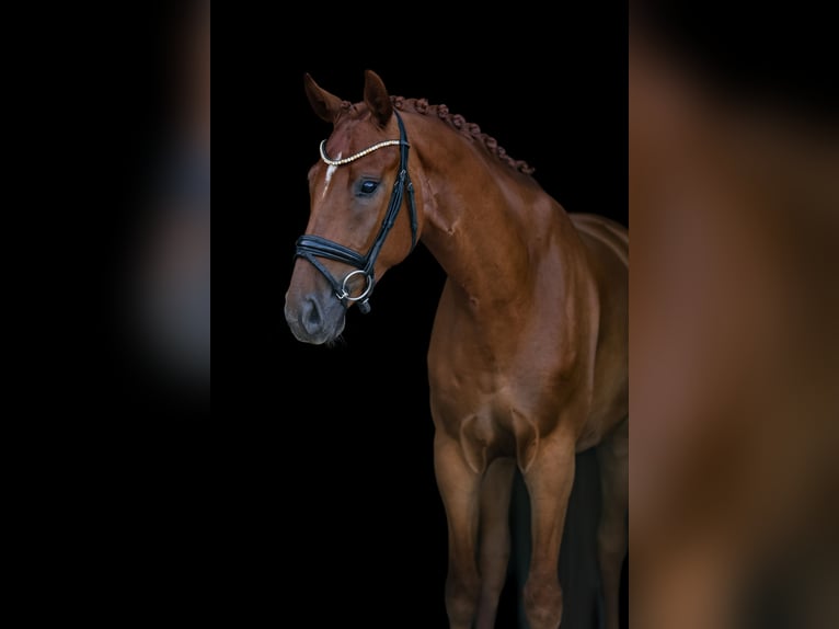 Österreichisches Warmblut Wallach 5 Jahre 168 cm Fuchs in Bodenkirchen