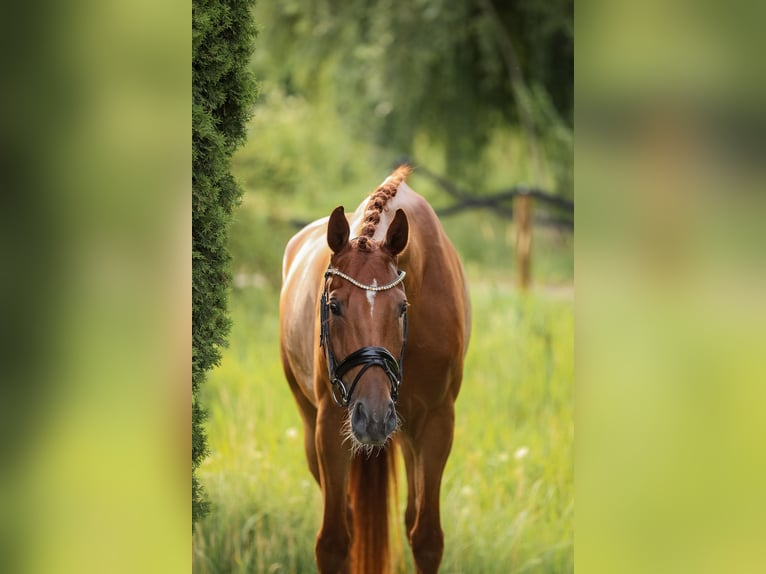 Österreichisches Warmblut Wallach 5 Jahre 168 cm Fuchs in Bodenkirchen