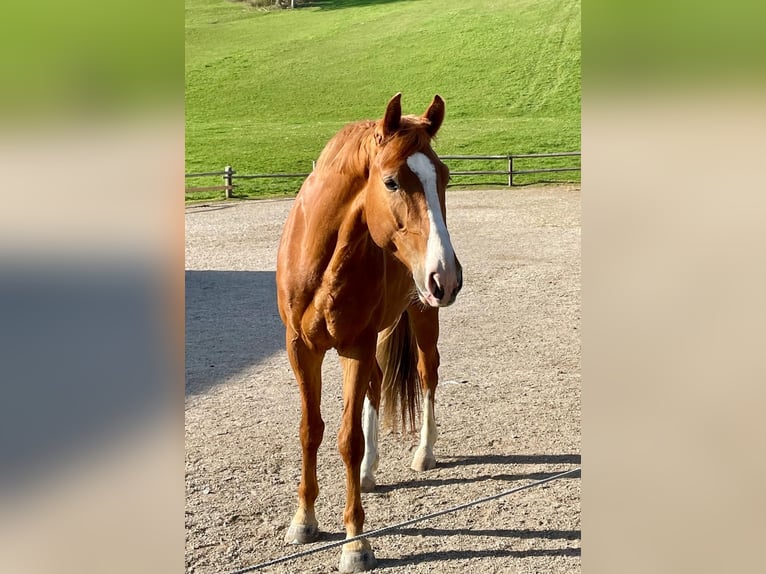 Österreichisches Warmblut Wallach 5 Jahre 168 cm Fuchs in St. Veit an der G&#xF6;lsen