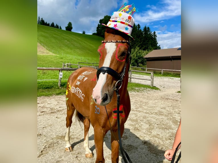 Österreichisches Warmblut Wallach 5 Jahre 168 cm Fuchs in St. Veit an der G&#xF6;lsen