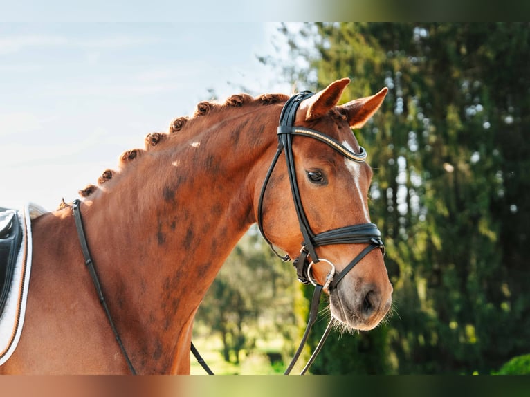 Österreichisches Warmblut Wallach 5 Jahre 169 cm Fuchs in Oisnitz
