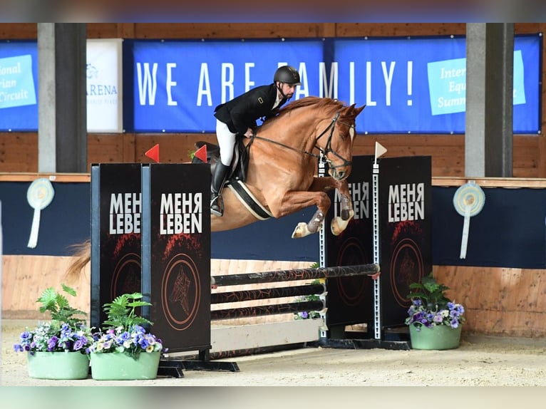 Österreichisches Warmblut Wallach 5 Jahre 169 cm Fuchs in Horitschon