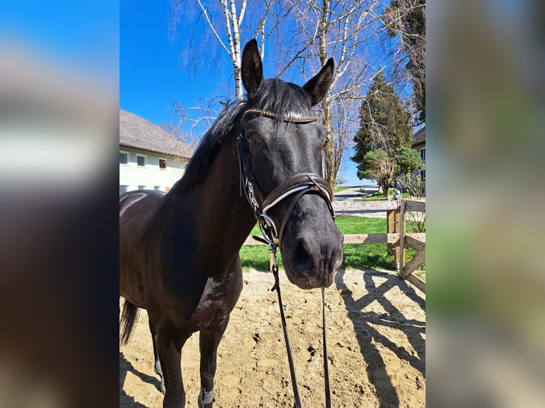 Österreichisches Warmblut Wallach 5 Jahre 169 cm Rappe in Stadl-Paura