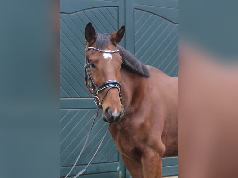 Österreichisches Warmblut Wallach 5 Jahre 170 cm Brauner in Kaltenleutgeben