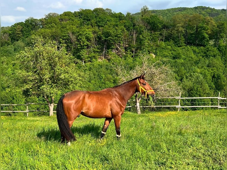 Österreichisches Warmblut Wallach 5 Jahre 170 cm Dunkelbrauner in Kaltenleutgeben