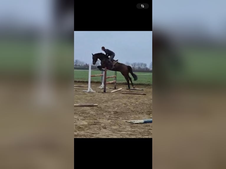 Österreichisches Warmblut Wallach 5 Jahre 170 cm Dunkelbrauner in St. Stefan im Rosental