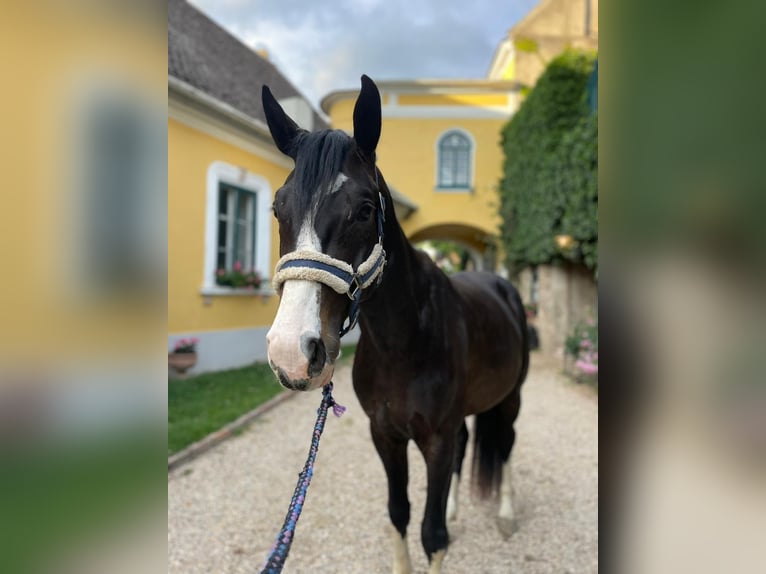 Österreichisches Warmblut Wallach 5 Jahre 170 cm Rappe in Lanzendorf