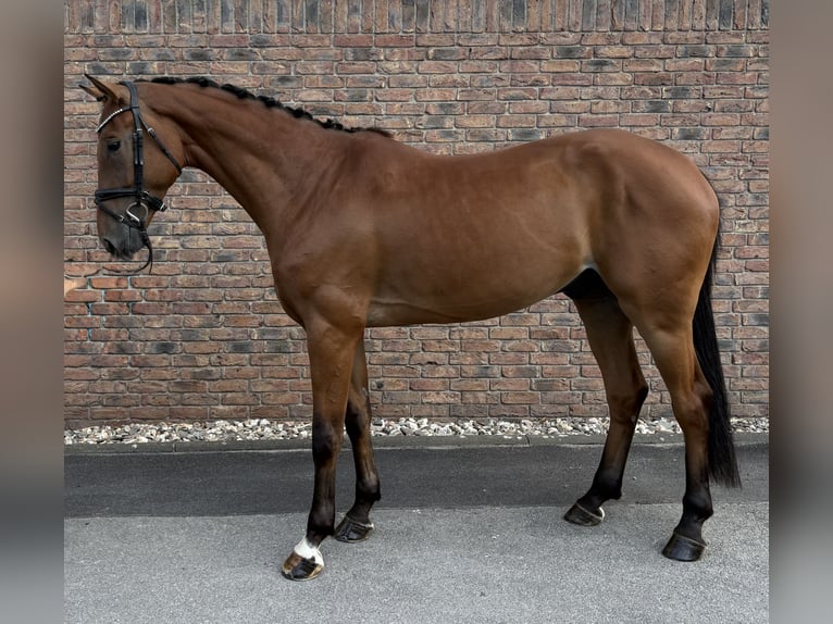 Österreichisches Warmblut Wallach 5 Jahre 172 cm Brauner in Niederkassel