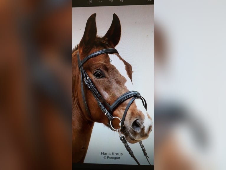 Österreichisches Warmblut Wallach 5 Jahre 172 cm Dunkelfuchs in Hopfgarten im Brixental