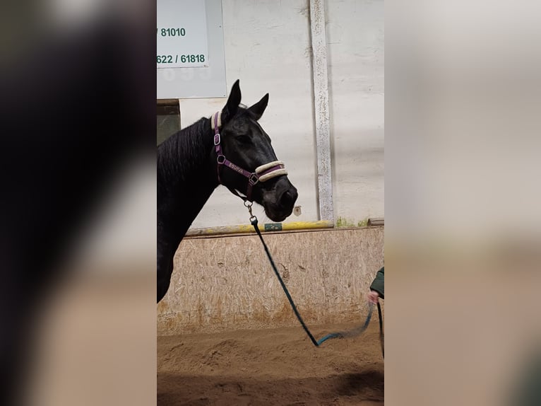 Österreichisches Warmblut Wallach 5 Jahre 174 cm Rappe in Kottingbrunn