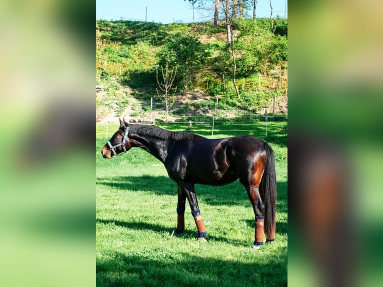 Österreichisches Warmblut Wallach 5 Jahre 175 cm Dunkelbrauner in Wimpassing an der Leitha