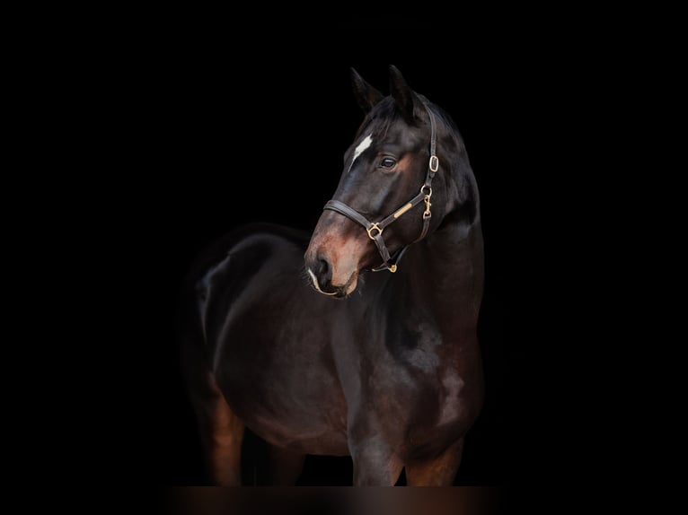 Österreichisches Warmblut Wallach 5 Jahre 175 cm Dunkelbrauner in Wimpassing an der Leitha