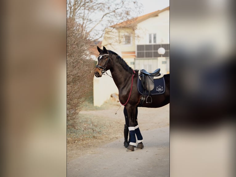 Österreichisches Warmblut Wallach 5 Jahre 175 cm Dunkelbrauner in Wimpassing an der Leitha