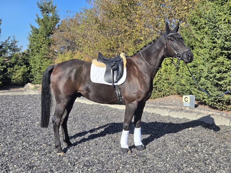 Österreichisches Warmblut Wallach 5 Jahre 175 cm Rappe in Deutsch-Wagram
