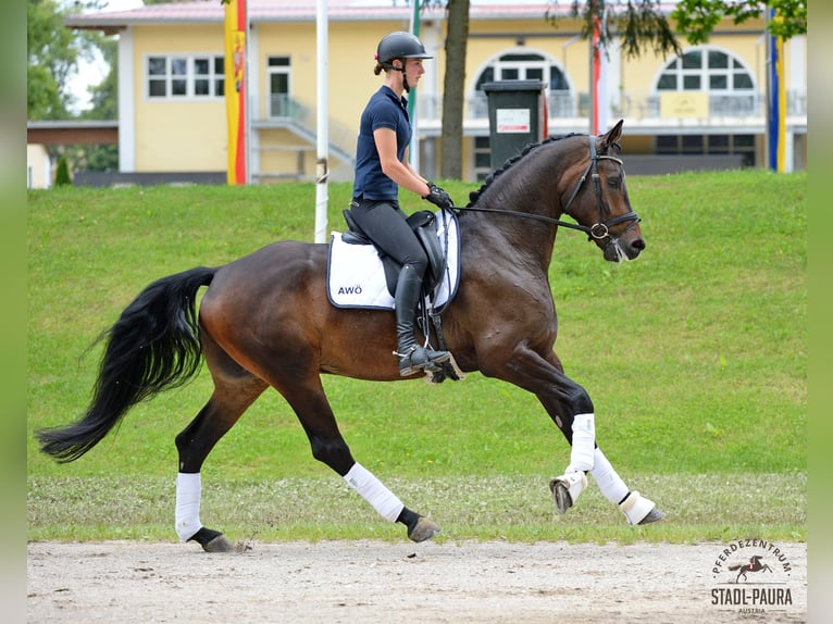 Österreichisches Warmblut Wallach 5 Jahre 176 cm Brauner in Stadl-Paura