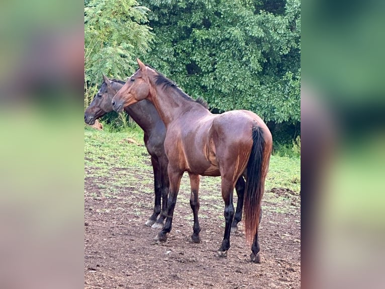 Österreichisches Warmblut Wallach 5 Jahre 176 cm Brauner in Feldbach