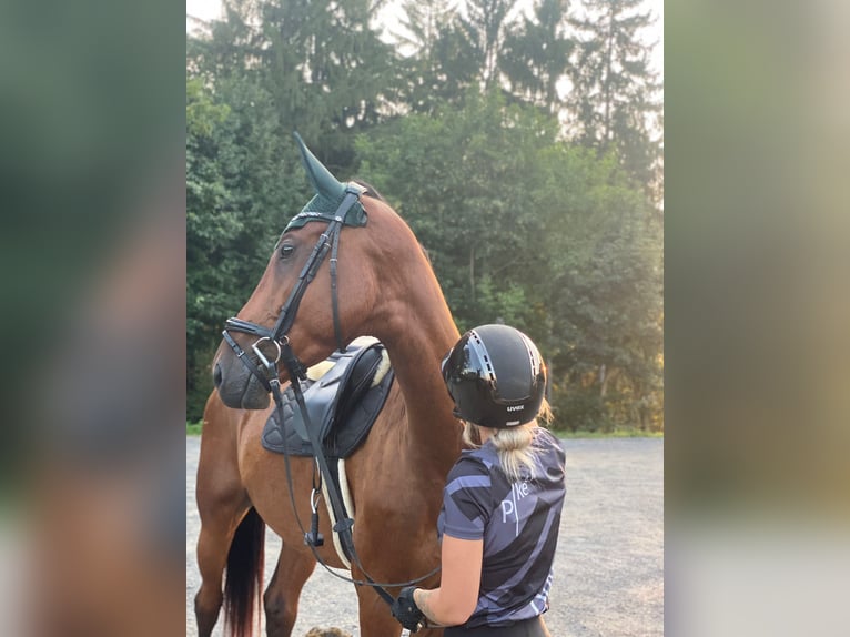 Österreichisches Warmblut Wallach 5 Jahre 176 cm Brauner in Feldbach