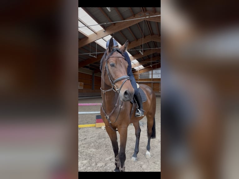 Österreichisches Warmblut Wallach 5 Jahre 176 cm Brauner in H&#xF6;chst