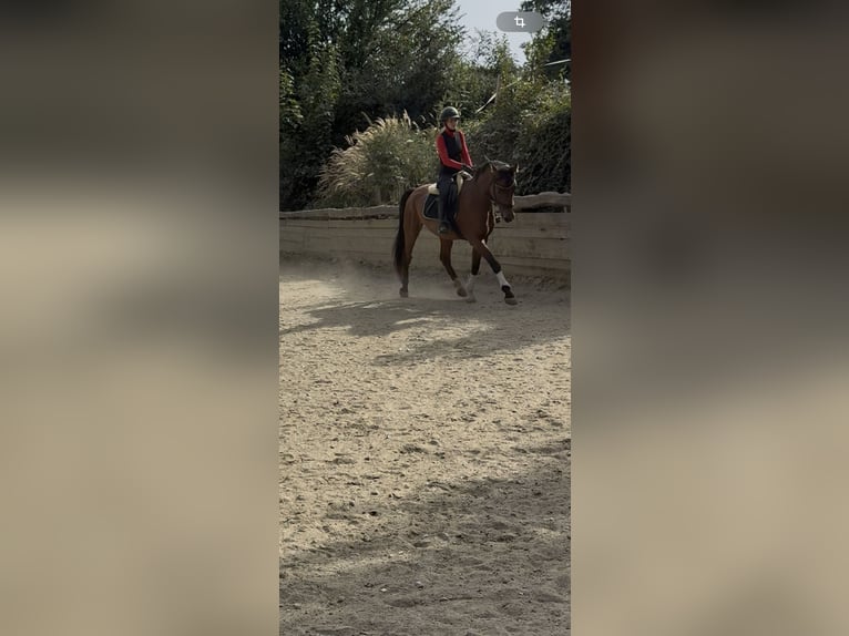 Österreichisches Warmblut Wallach 5 Jahre  in Pirching an der Raab