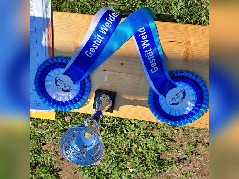 Österreichisches Warmblut Mix Wallach 6 Jahre 159 cm Dunkelfuchs in Schwarzenau