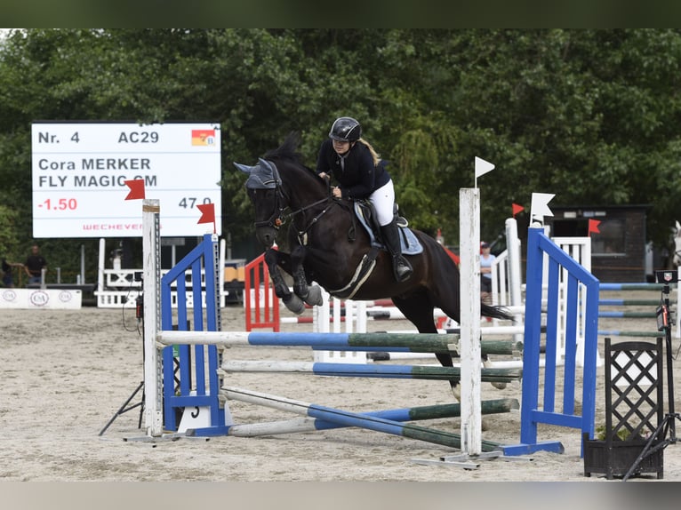 Österreichisches Warmblut Wallach 6 Jahre 160 cm Rappe in Neckenmarkt