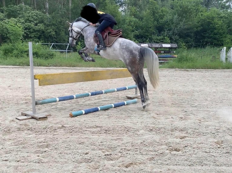 Österreichisches Warmblut Wallach 6 Jahre 160 cm Schimmel in Tulln