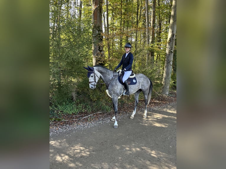 Österreichisches Warmblut Wallach 6 Jahre 164 cm Apfelschimmel in Mühlheim am Inn