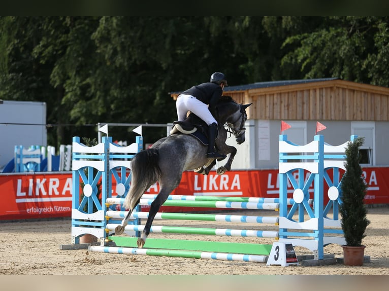 Österreichisches Warmblut Wallach 6 Jahre 164 cm Apfelschimmel in Mühlheim am Inn