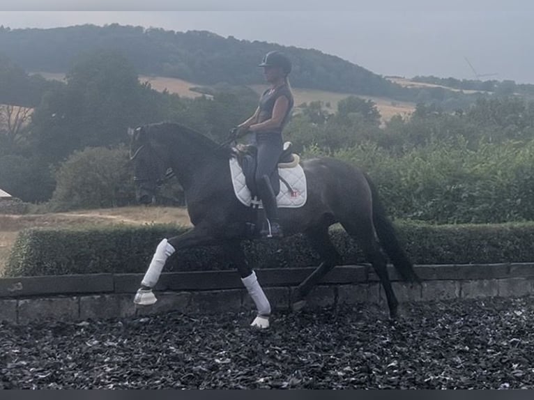 Österreichisches Warmblut Wallach 6 Jahre 164 cm Brauner in NiederkirchenNiederkirchen
